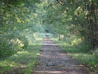 Deer on the bike path
